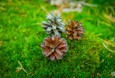 Pine cone on a beautiful green moss
