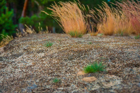 Yellow grass in the sand on a sunny dayの写真素材