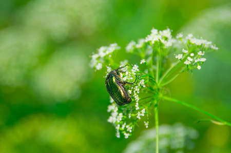 Green beetle on a flower summer of Sunny dayの写真素材