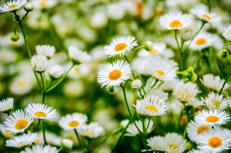Beautiful wild daisy field in the morning on a meadowの写真素材