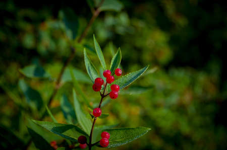 Red coffee berries on a green bush in summer morningの写真素材