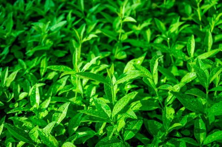 Sprouts of green tea on a summer morning at dawnの写真素材