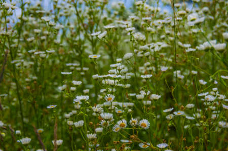 Beautiful wild daisy field in the morning on a meadowの写真素材