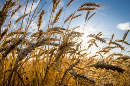 A wheat field, fresh crop of wheat.の写真素材