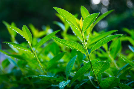 Sprouts of green tea on a summer morning at dawnの写真素材