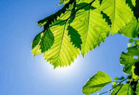 Alder branch with leaves against the blue skyの写真素材
