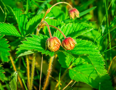 Wild forest green unripe strawberries in the grass in spring