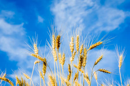 A wheat field, fresh crop of wheat.
