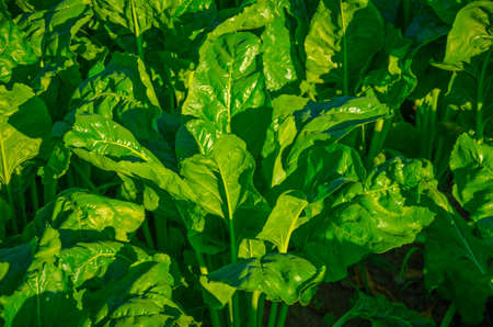 Green beautiful young beet sprouts on a sunny dayの写真素材