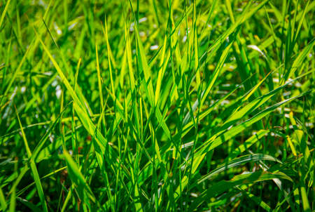 Beautiful green grass in the early morning