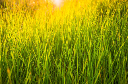 Beautiful green grass in the early morningの写真素材