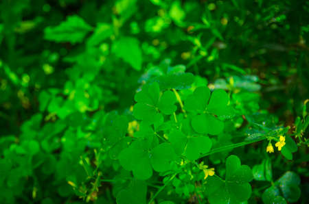 Beautiful green grass in the early morning