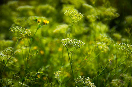 Beautiful green grass in the early morning