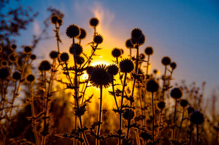 Wild green field purple thorn in the sunの写真素材