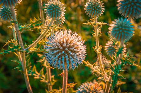 Wild green field purple thorn in the sunの写真素材