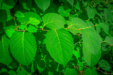 Beautiful green leaves of the trees on a sunny day
