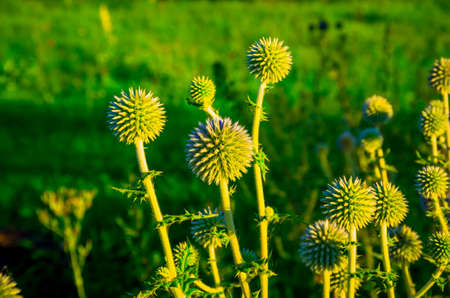 Wild green field purple thorn in the sun