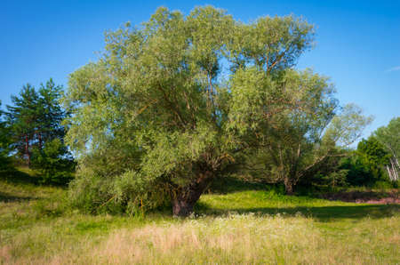 Very big old willow in the early morning in sunny weatherの写真素材