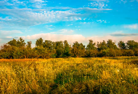 Old apple orchard on a summer morning in good weatherの写真素材