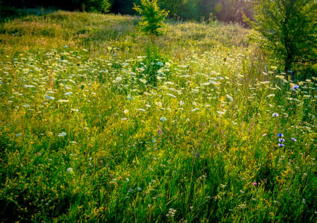 Beautiful green wild meadow early summer morning summer background