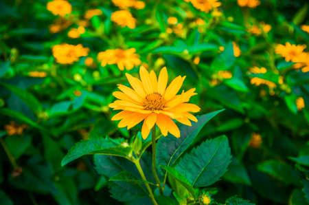 Beautiful yellow flower in the garden in summerの写真素材