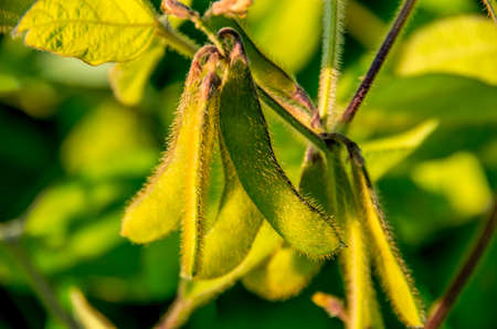 ripe pods of common bean plant in garden in summerの写真素材