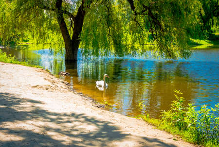 Handsome young swan in a lake on a summer morningの写真素材