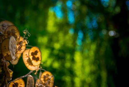 Beautiful original plant in the morning on a sunny dayの写真素材