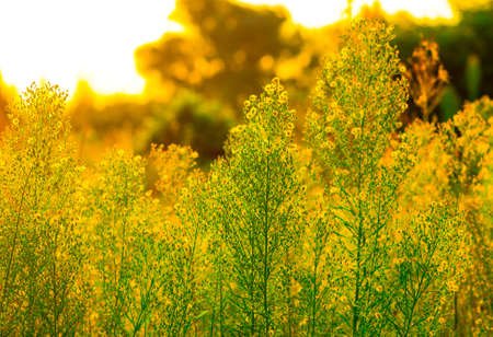 Beautiful green grass in the early morningの写真素材