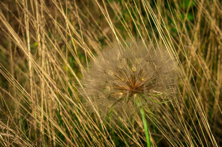 Beautiful summer morning Dandelion in the grass in nice weather
