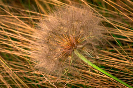 Beautiful summer morning Dandelion in the grass in nice weather