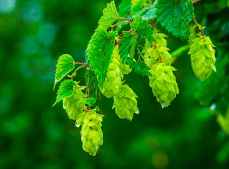 Green hop cones in the rainy summer hanging on a branch