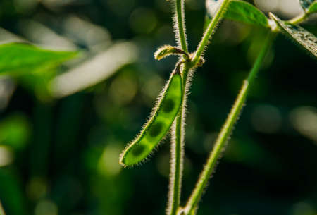 green beans growing on the field on a summer morningの写真素材