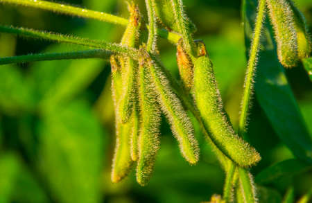 green beans growing on the field on a summer morningの写真素材