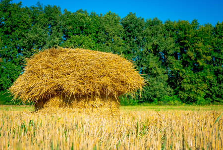 Straw bales on farmland with blue  sky