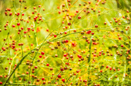 red berries on the grass in summer weather sonichnuyuの写真素材