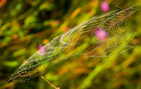Beautiful spiderweb with dew on a summer morningの写真素材