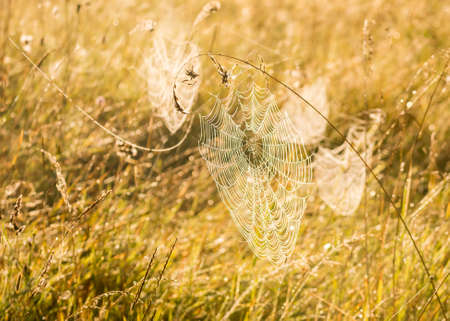 Web with water drops on the grass in the early autumn morning