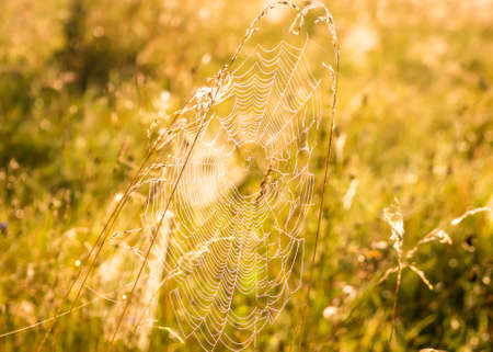 Web with water drops on the grass in the early autumn morningの写真素材