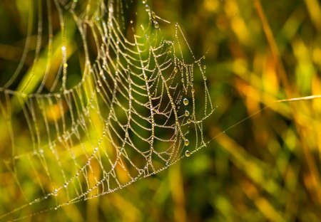 Beautiful spiderweb with dew on a summer morning