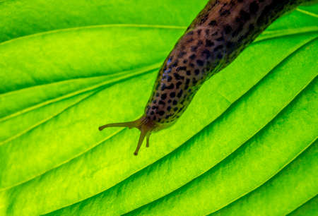 Leopard slug on a green leaf Hosta Sumの写真素材
