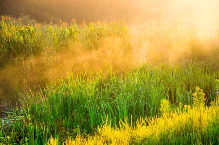 Sunny morning in the summer on the river in the jungle mistの写真素材