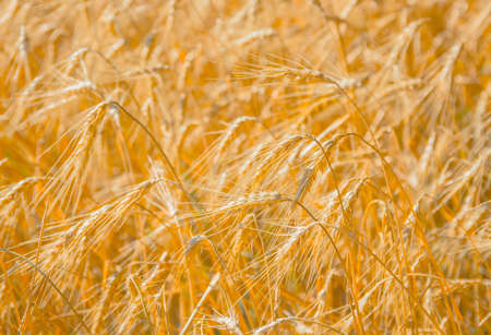A wheat field, fresh crop of wheat.