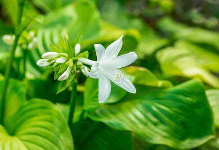 beautiful white flower blooming in the summer Hostaの写真素材