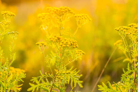 Tansy Tanacetum vulgare  also known as Common Tansy, Bitter Buttons, Cow Bitter, Mugwort, or Golden Buttonsの写真素材
