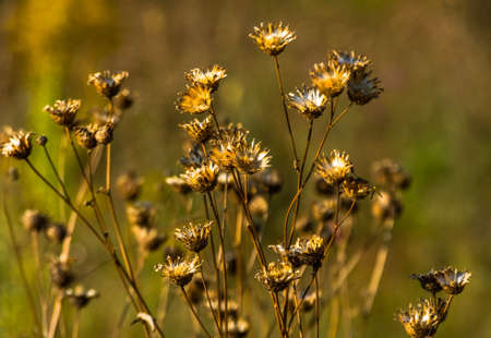 Beautiful dry flowers in a field in late autumn
