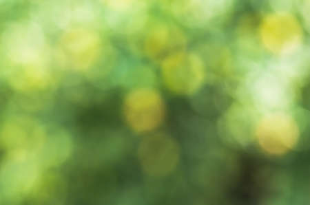 Very beautiful green and light green blur backgroundの写真素材