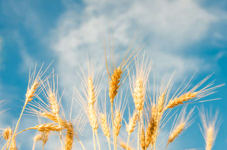 Ripe wheat on a sunny summer day against the blue skyの写真素材