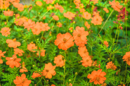 Very beautiful orange flowers blooming in summer sulphureusの写真素材