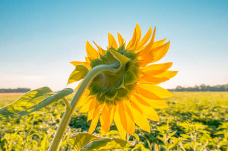 Blooming sunflowers on a background of blue skyの写真素材